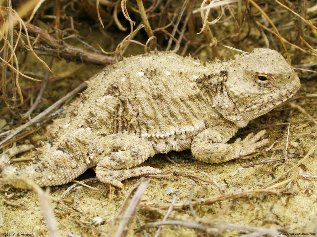 30088 horned toad 1024x768.jpg (188058 bytes)