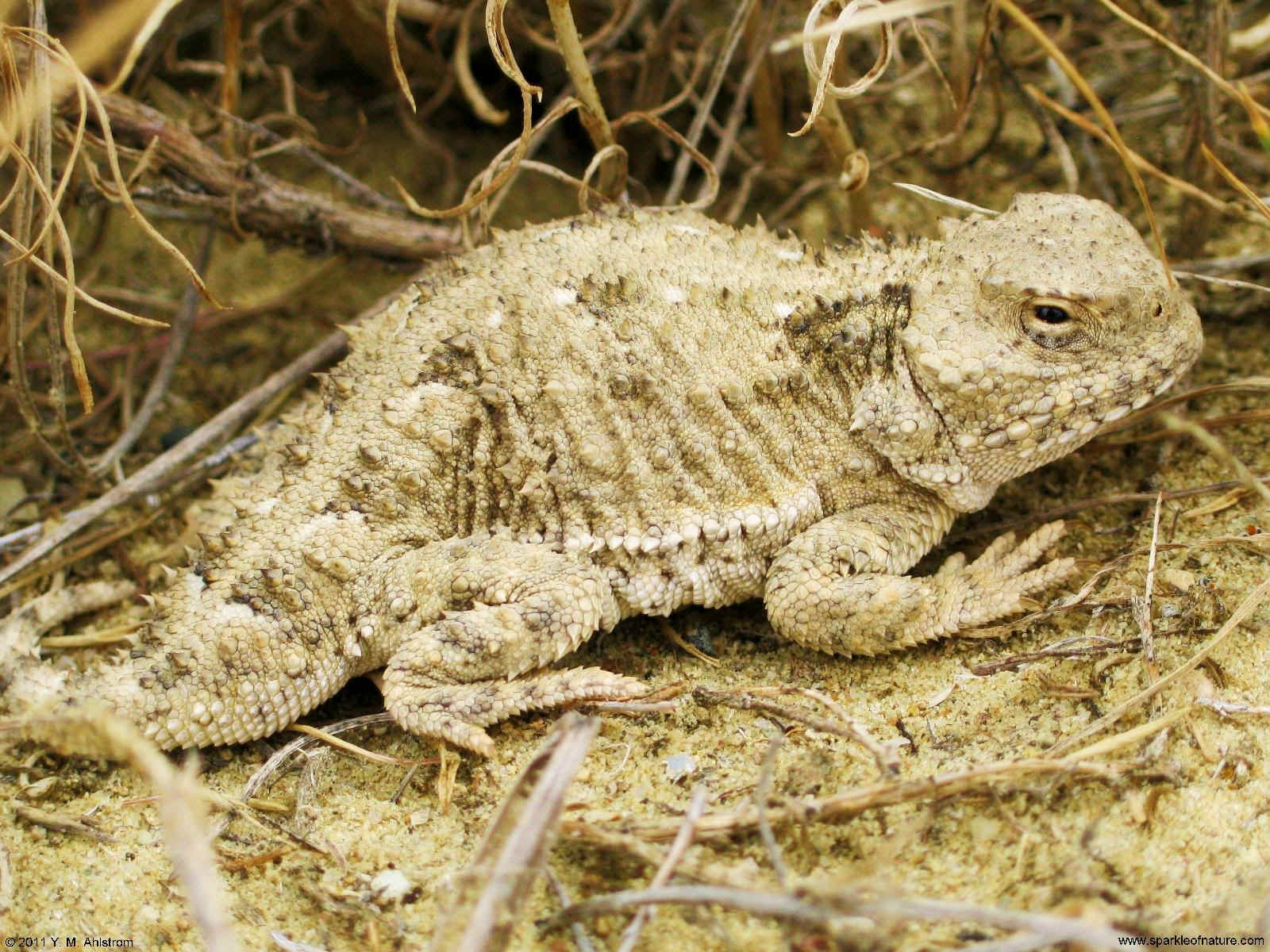 30088 horned toad 1600x1200.jpg (404952 bytes)