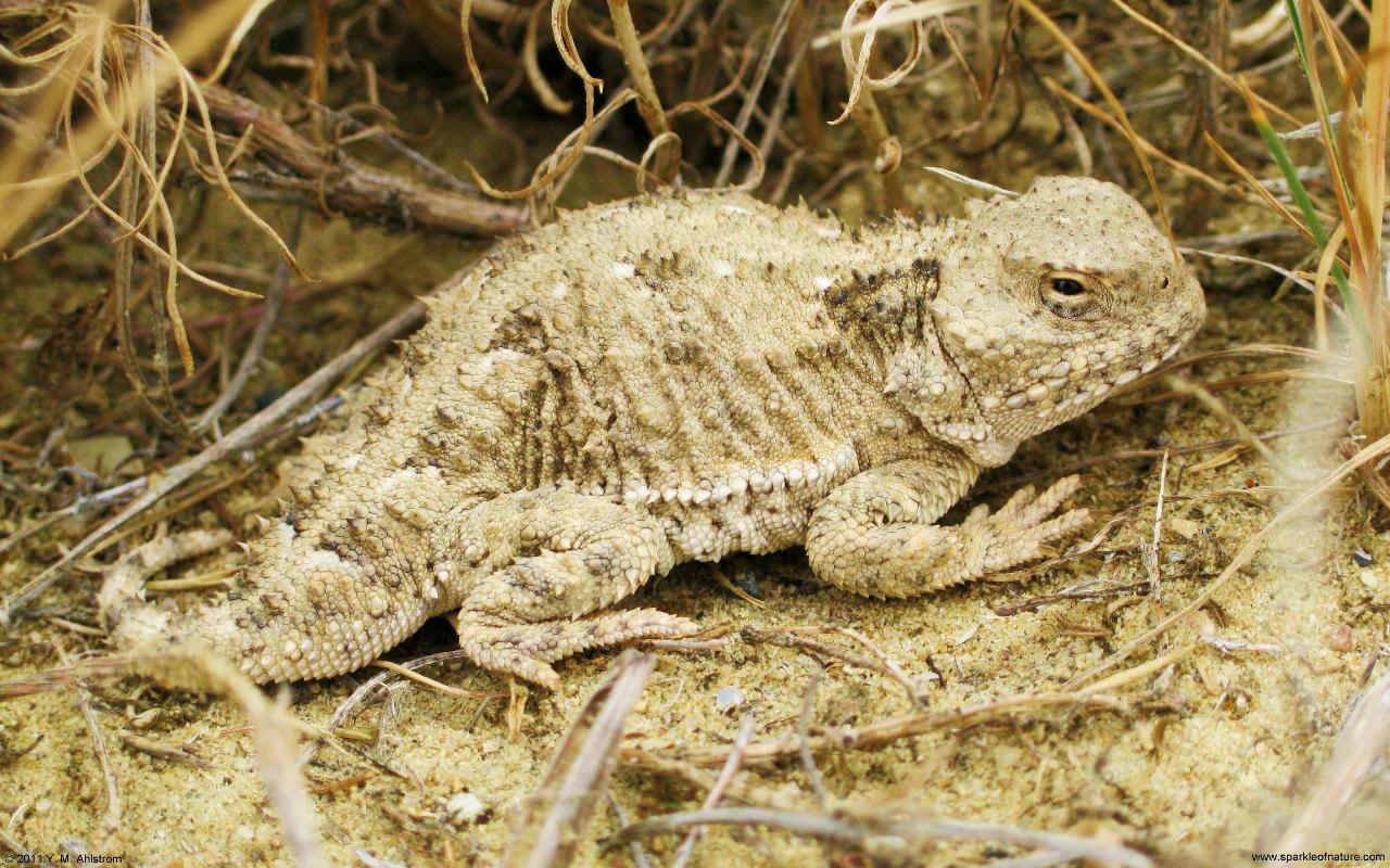 30088 horned toad w 1280x800.jpg (243214 bytes)