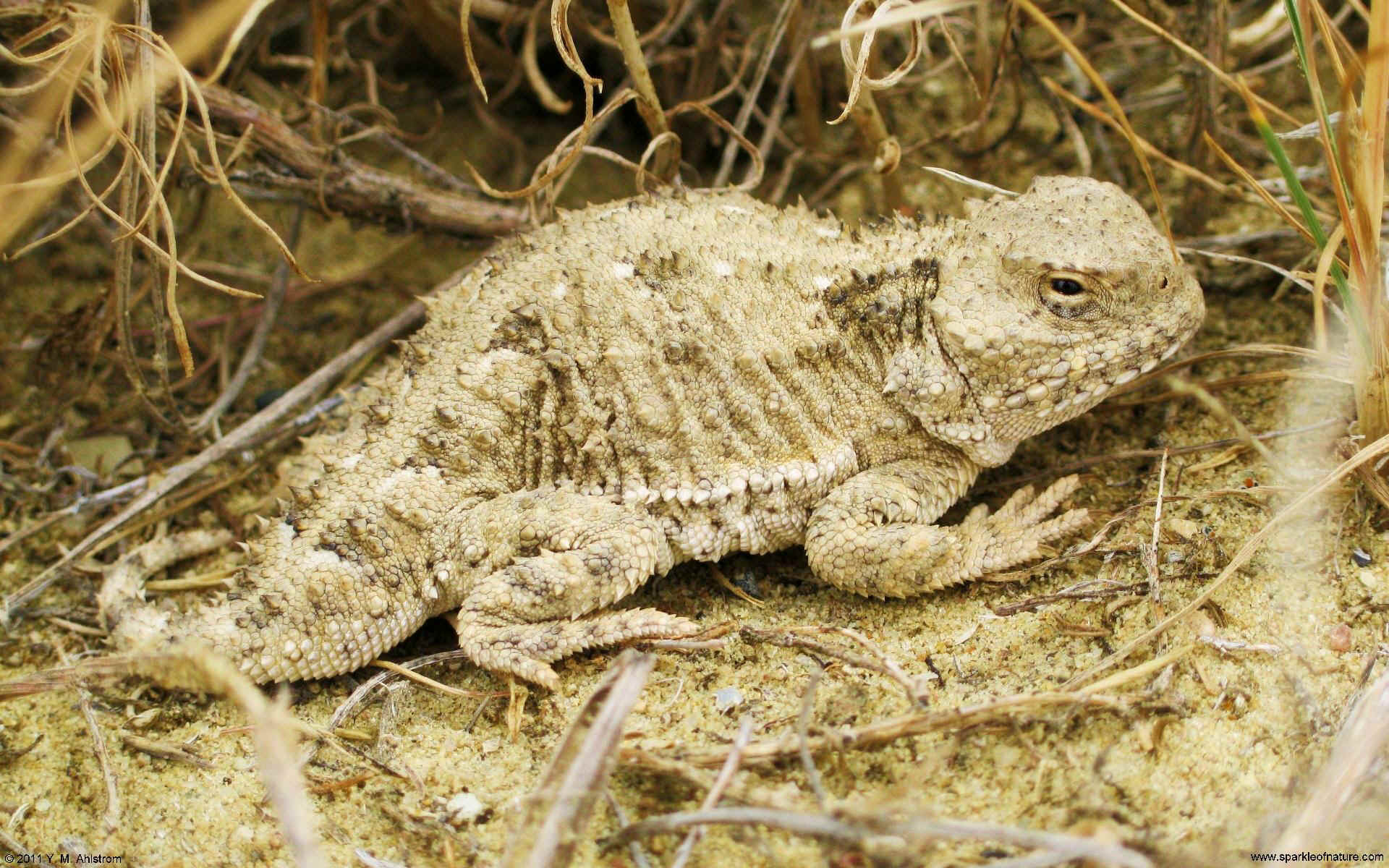 30088 horned toad w 1920x1200.jpg (464745 bytes)