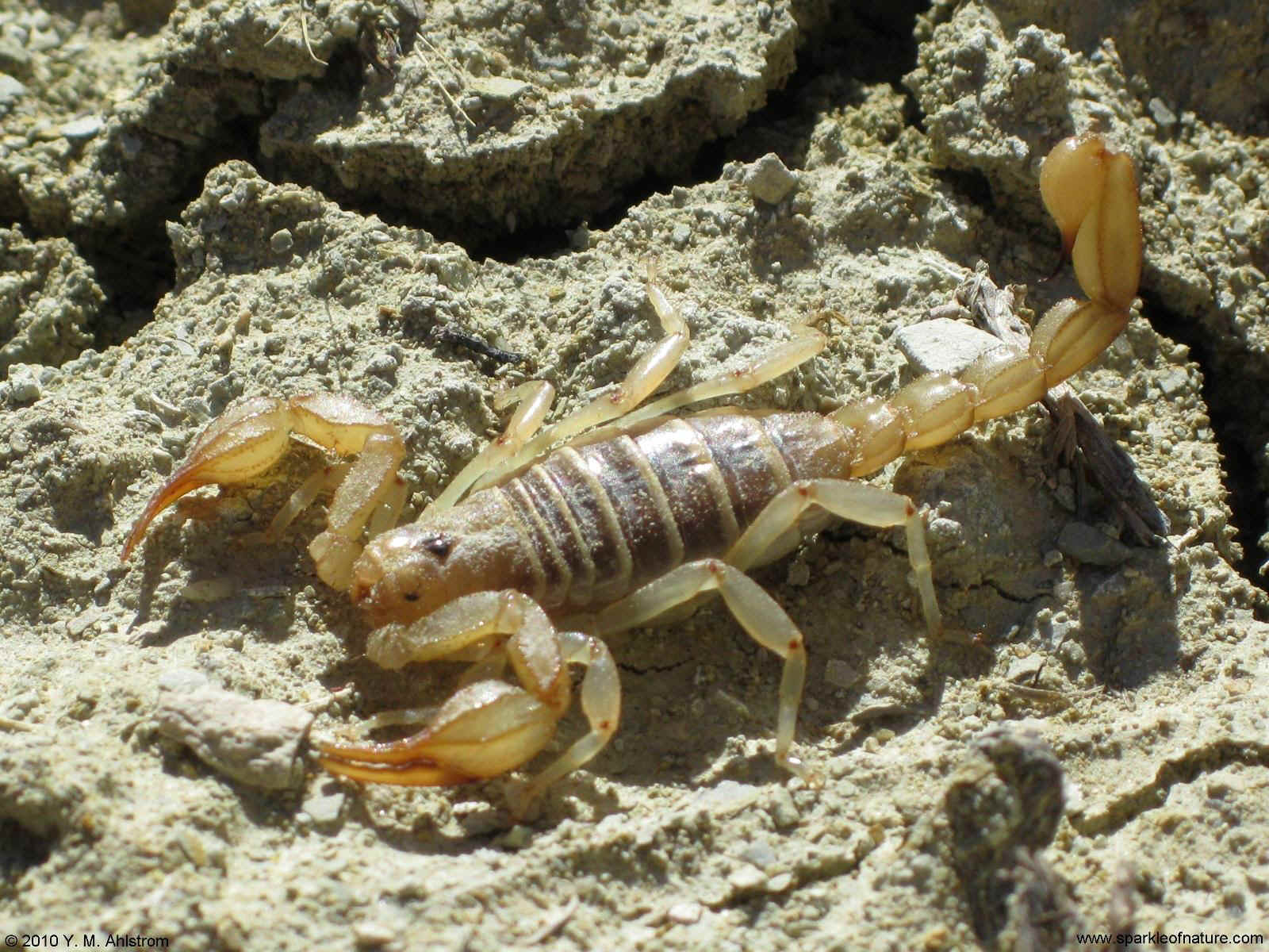 5421 scorpion 1600x1200.jpg (381925 bytes)