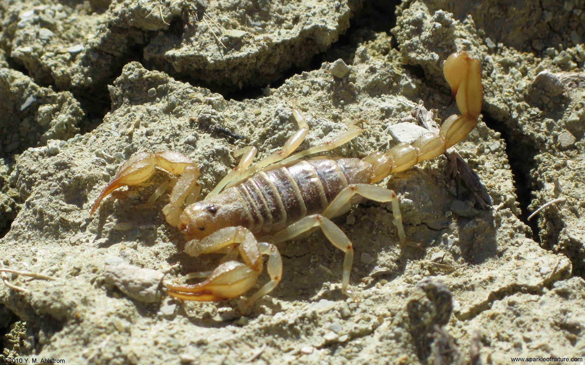 5421 scorpion w 1920x1200.jpg (457339 bytes)