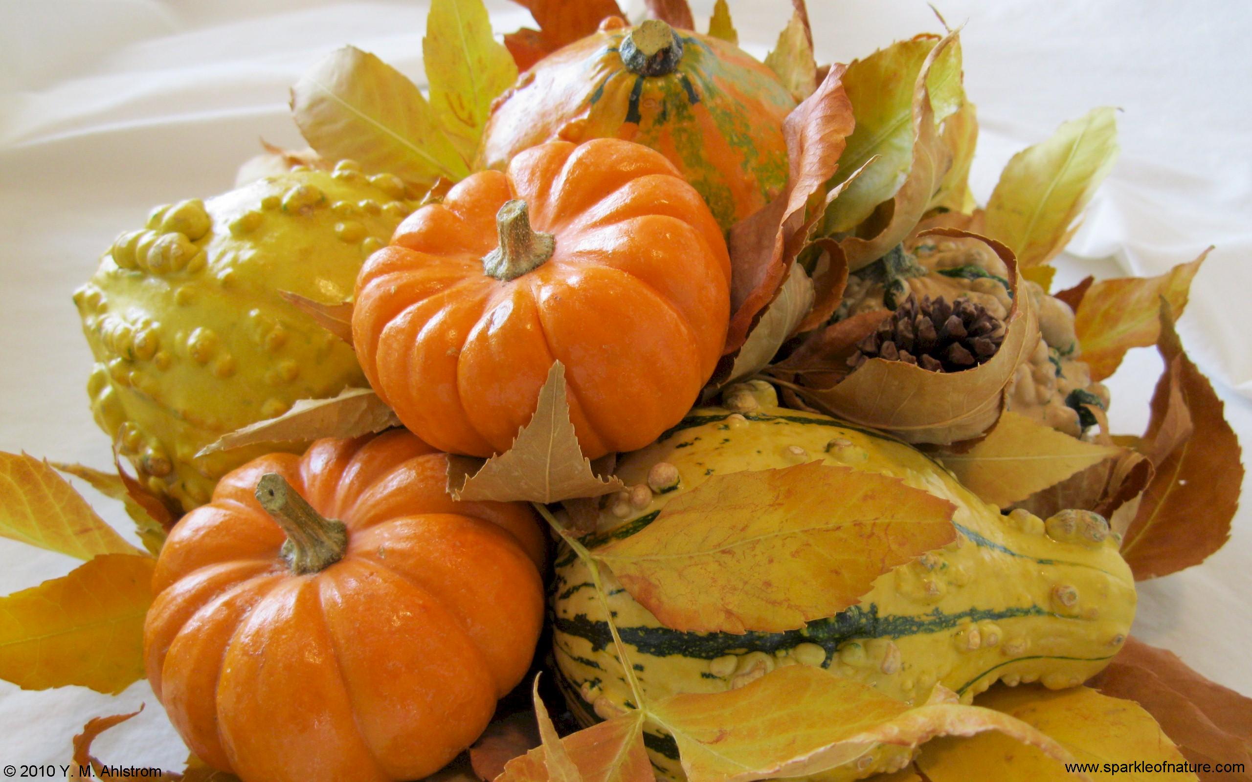 6446 harvest time pumpkins w 2560x1600.jpg (362004 bytes)