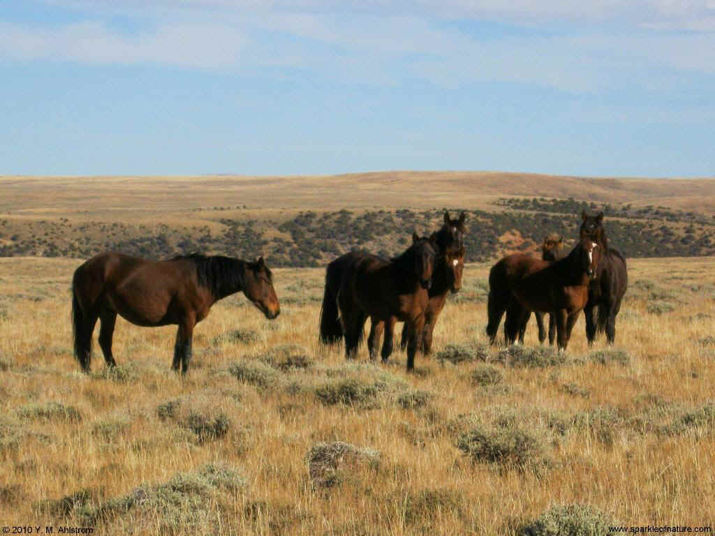 8155 wild horses 1024x768.jpg (137546 bytes)