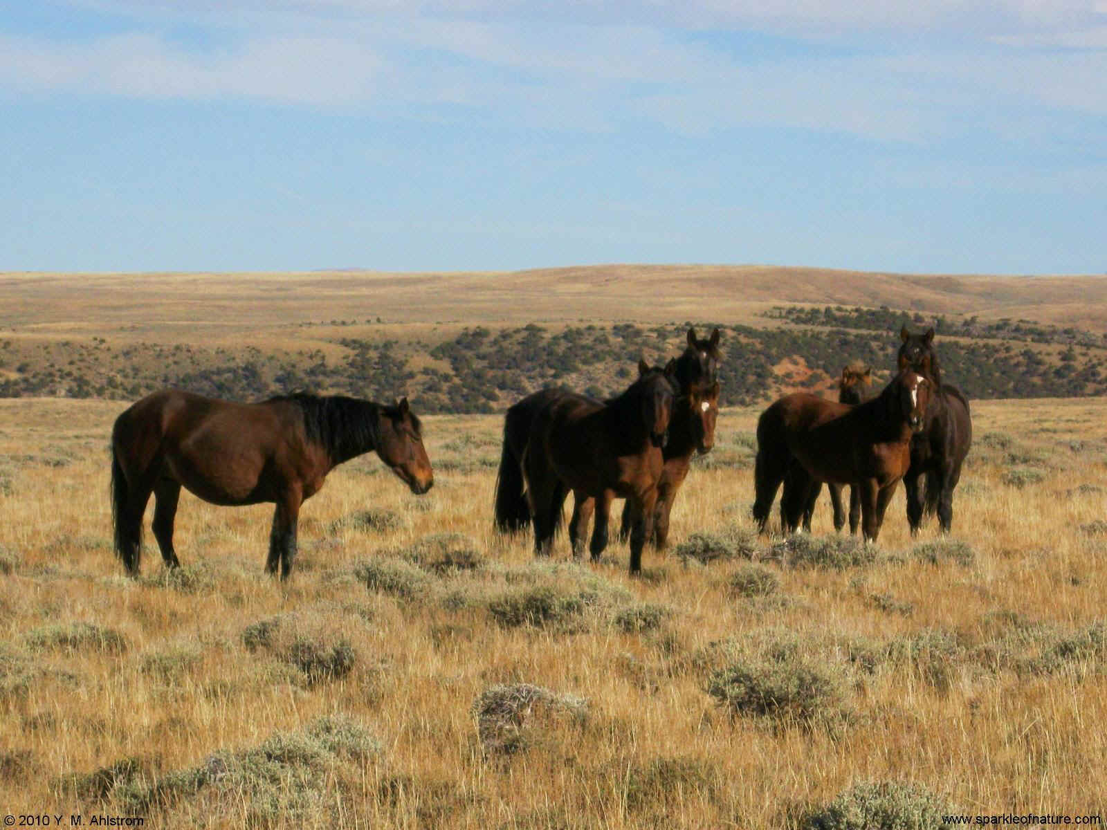 8155 wild horses 1600x1200.jpg (290895 bytes)