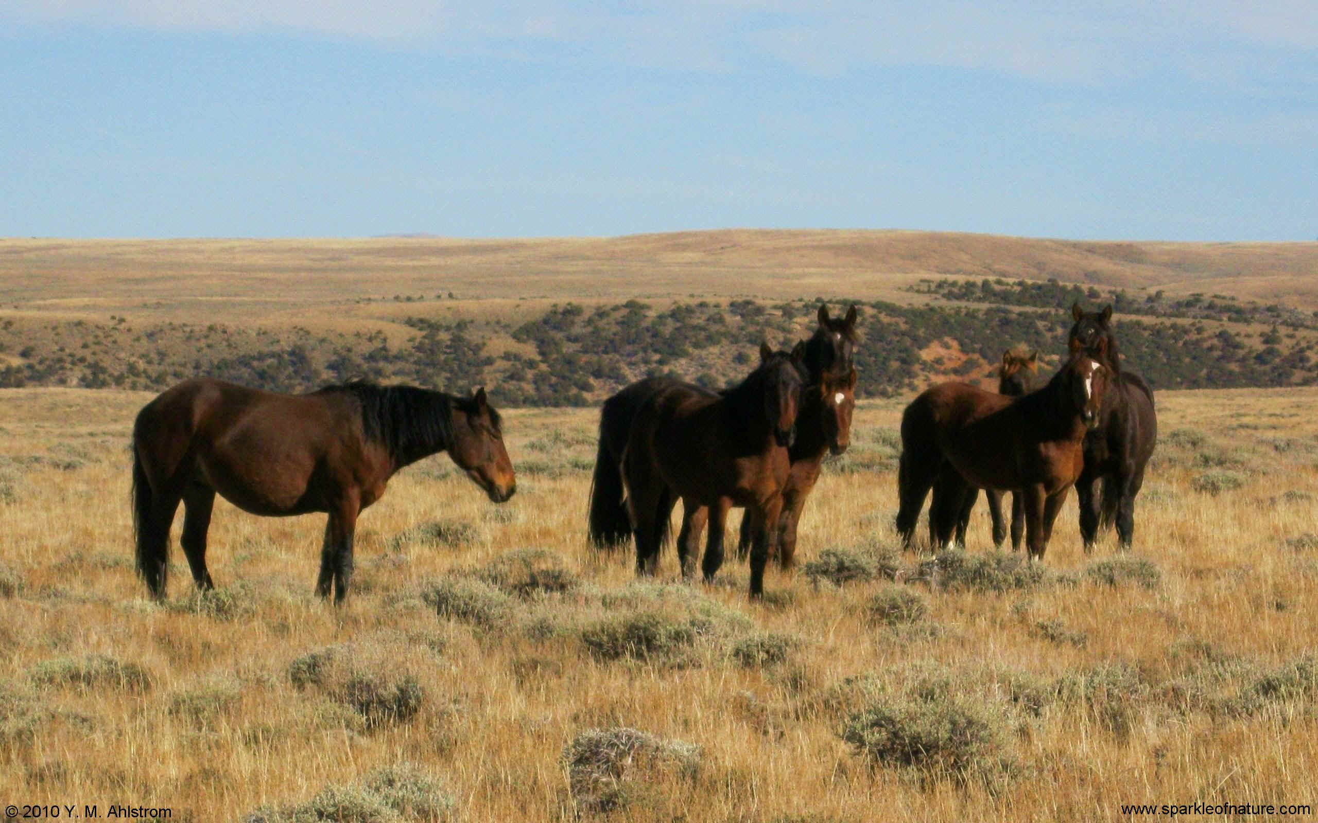 8155 wild horses w 2560X1600.jpg (518982 bytes)