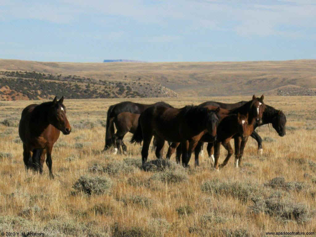 8186 wild horses 1024x768.jpg (134547 bytes)