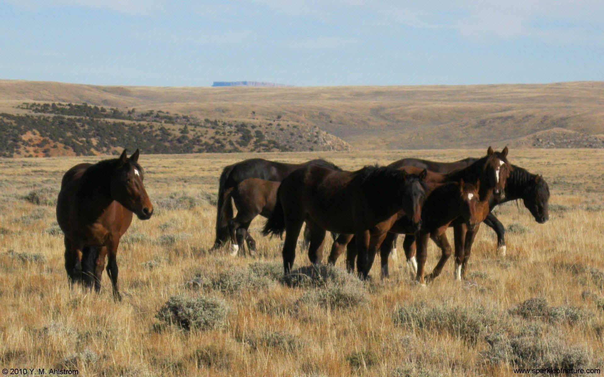 8186 wild horses w 1920x1200.jpg (301085 bytes)