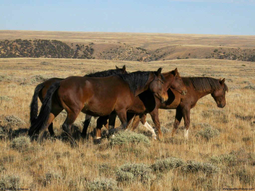 8235 wild horses 1024x768.jpg (158747 bytes)