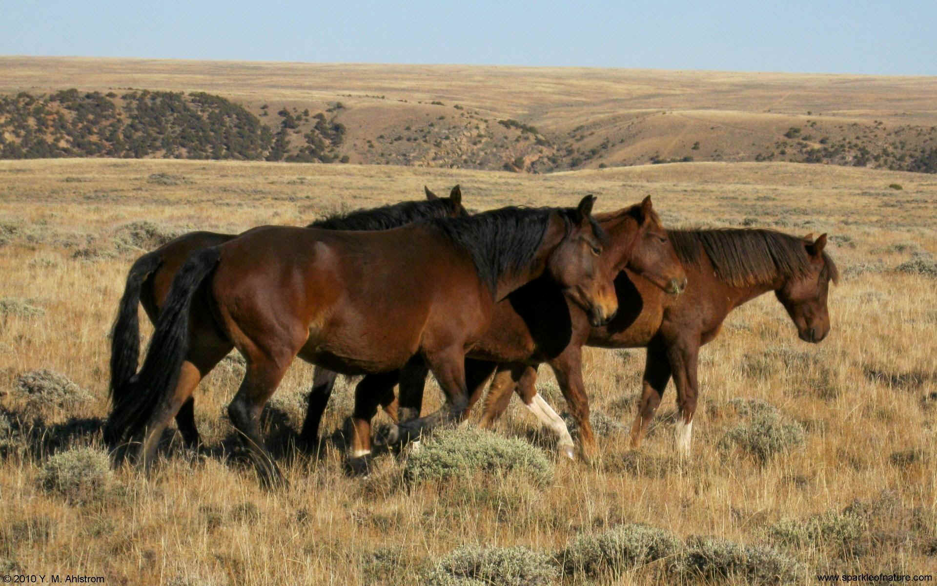 8235 wild horses w 1920x1200.jpg (368157 bytes)