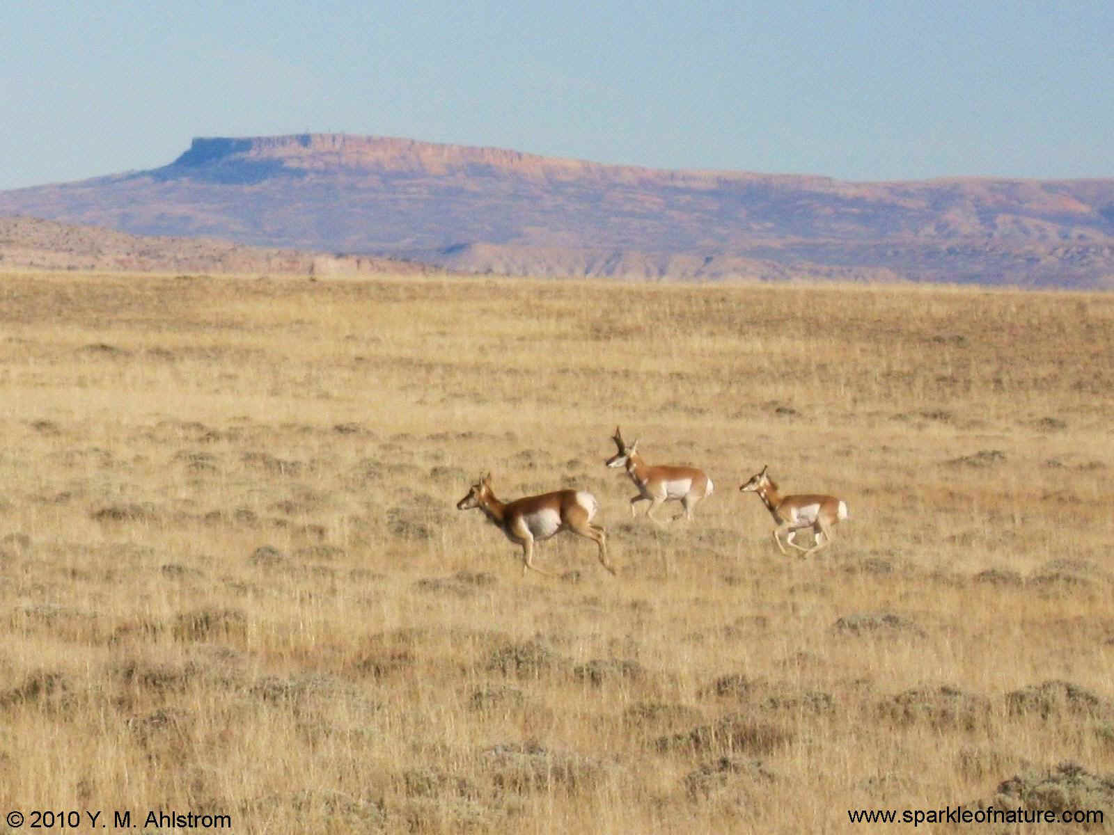 8340 antelope family 1600x1200.jpg (231055 bytes)