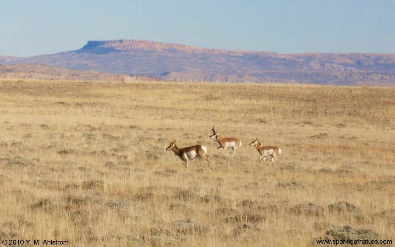 8340 antelope family w 1280x800.jpg (132727 bytes)