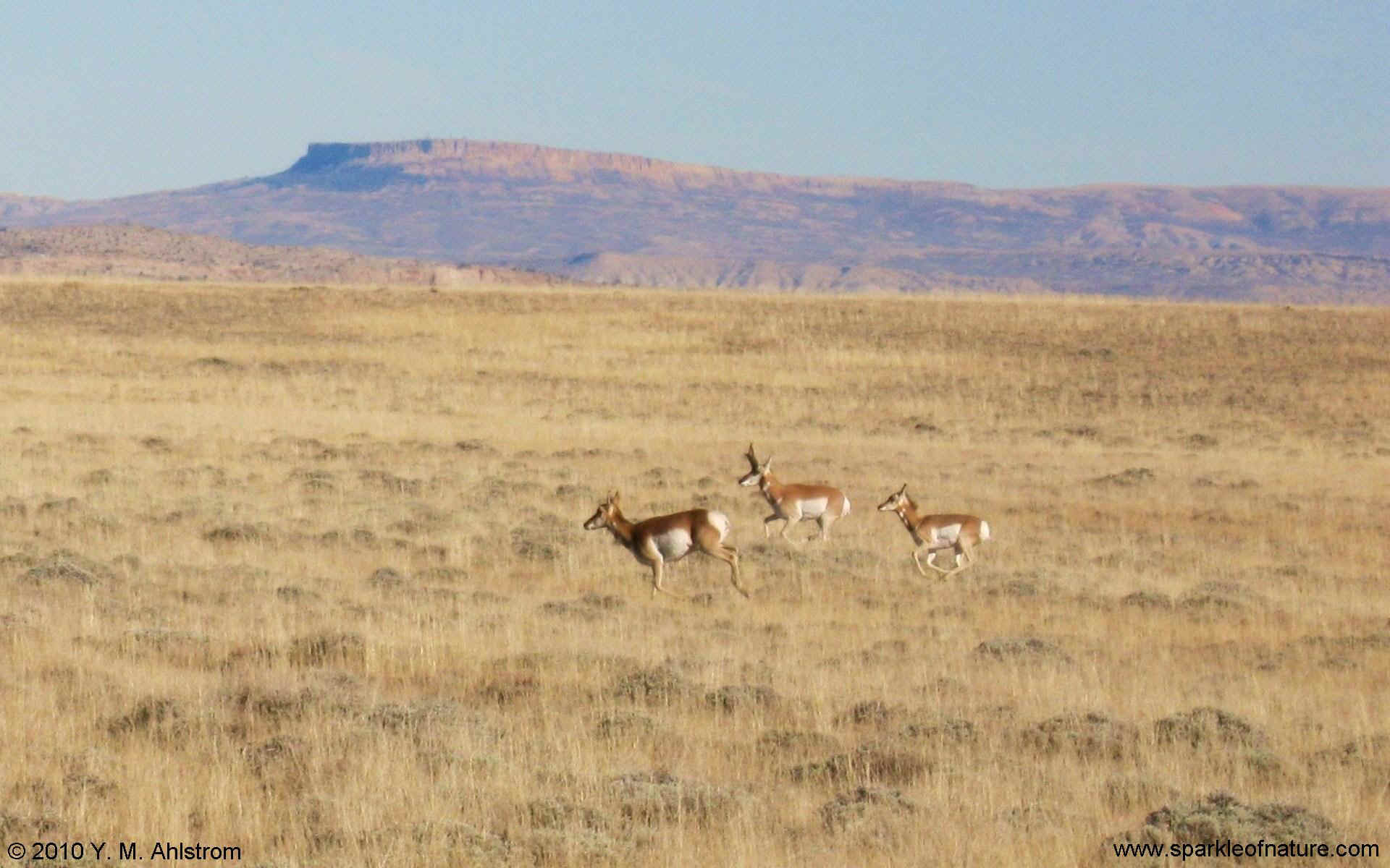 8340 antelope family w 1920x1200.jpg (265122 bytes)