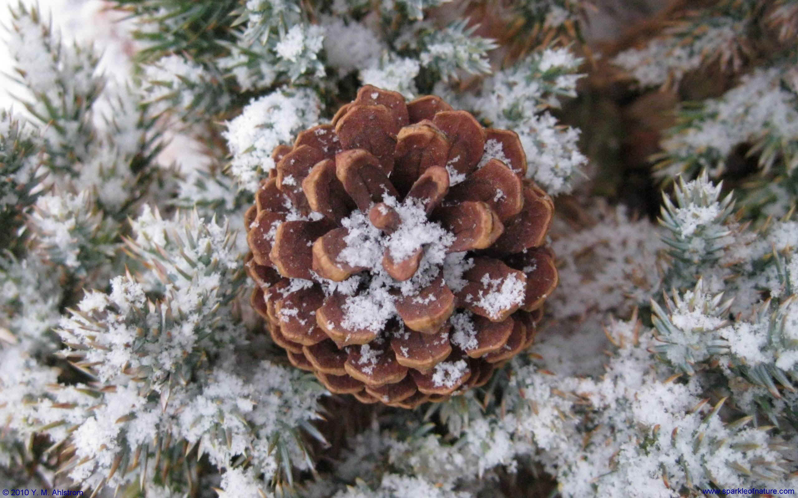 8613 snow covered pinecone w 2560x1600.jpg (525138 bytes)