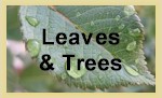 Free Desktop Wallpapers - Leaves & Trees Category